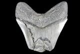 Partial, Fossil Megalodon Tooth #89416-1